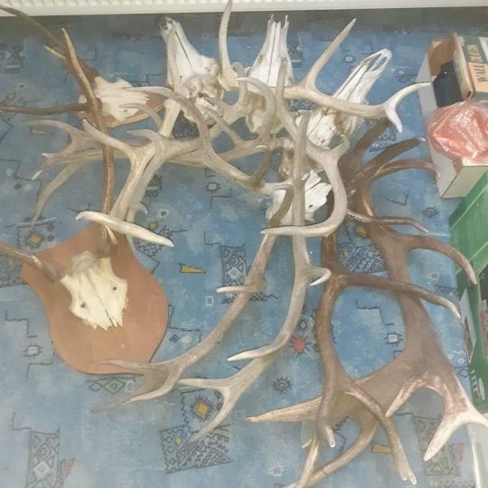 Somogy megye területén agancs és trófea felvásárlás 06205916464