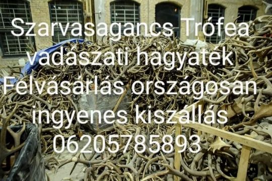 Szarvas agancs felvásárlás kimagasló áron