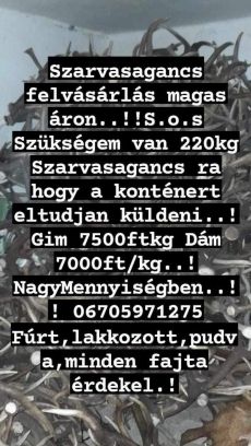Szarvas agancs felvásárlás országos szinten