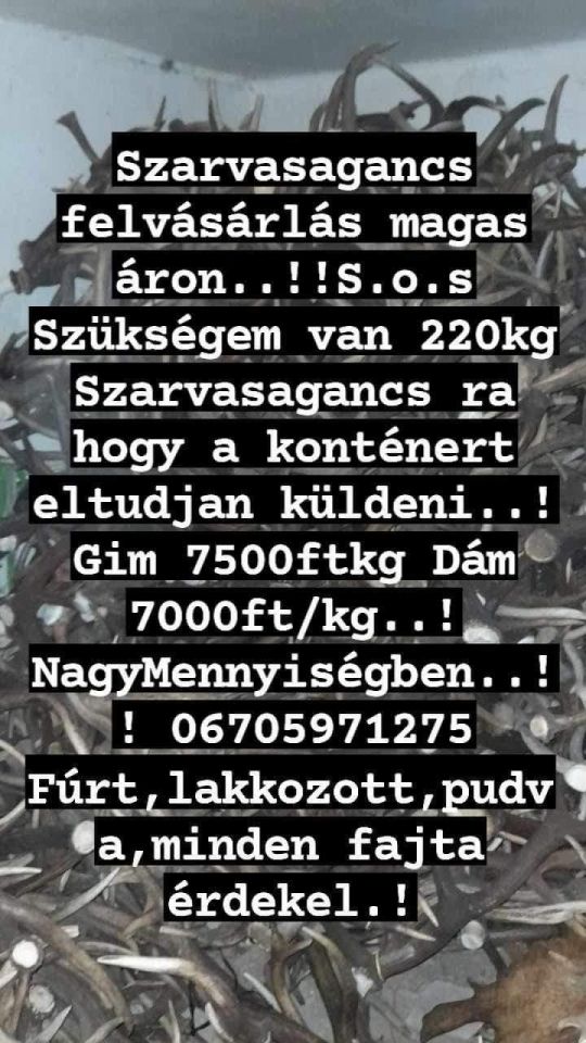 Szarvas agancs felvásárlás országos szinten