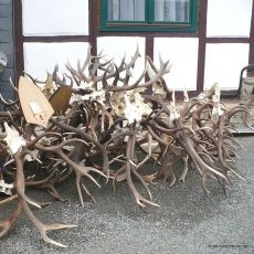 Szarvas agancs Felvásárlás Országosan