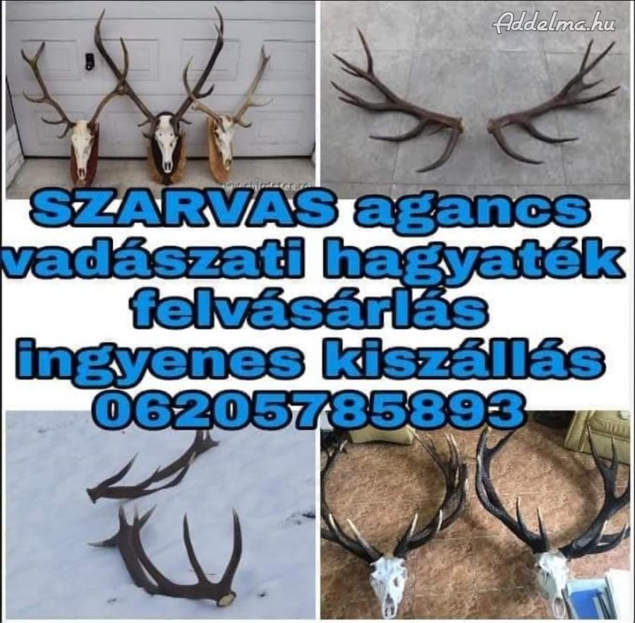 Szarvas Agancs Felvásárlás Országszerte 06 20 578 58 93