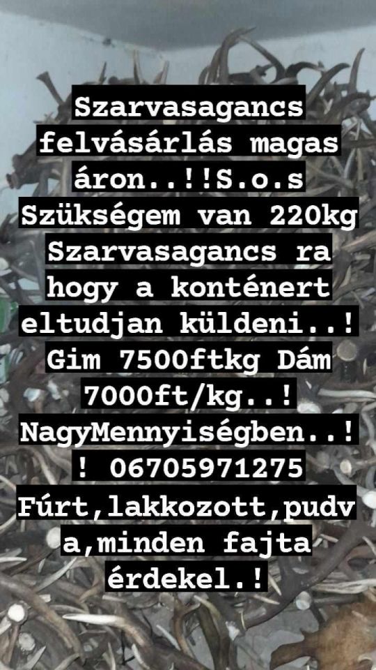 Szarvasagancs felvasarlas Magyarország egész területén