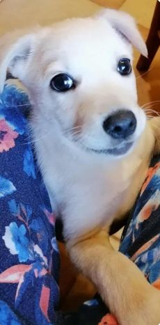 Szerető gazdit keresünk a kis csibész Bercikének