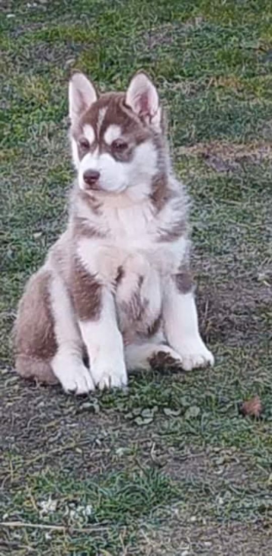 SZIBÉRIAI HUSKY KISKUTYÁK ELADÓAK