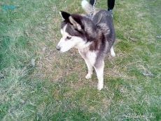 Szibériai Husky sürgősen eladó!!!!