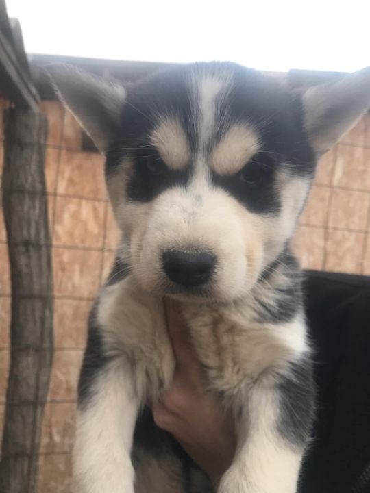 Szibériai husky