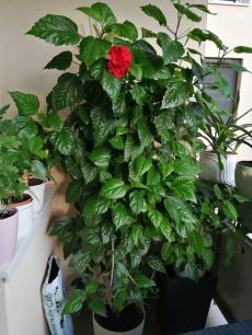 Szobai hibiszkusz