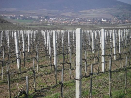 Szőlőoszlop, szőlőkaró, kerítés oszlop, vadháló, drótfonat