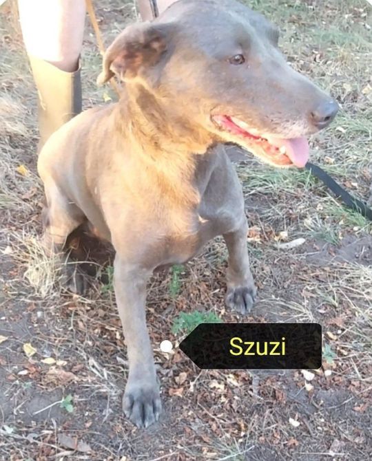 Szuzit gyepmesteri telepről hoztuk ki.Most új gazdit keresünk neki
