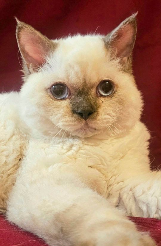 Tenyészetből eladó Selkirk Rex göndör szőrű fiú cica