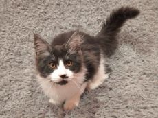 Törzskönyvezett Maine Coon Kandúr cica