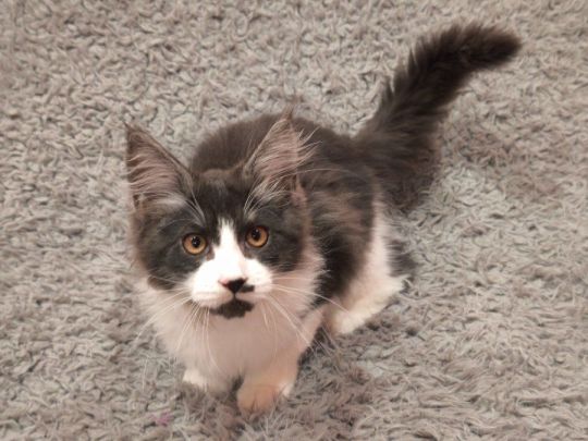 Törzskönyvezett Maine Coon Kandúr cica