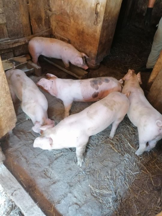 Választási malacok eladók