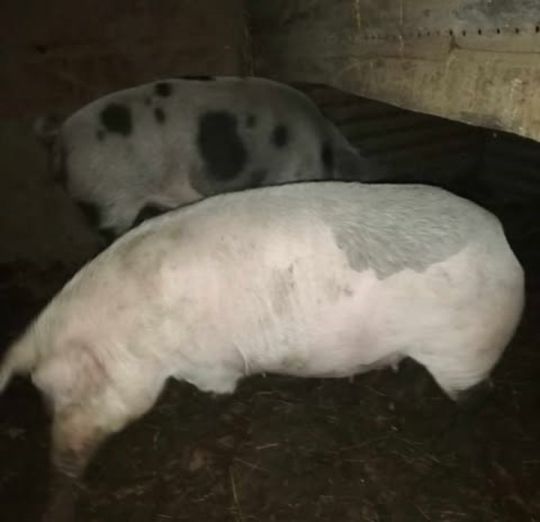 Hasas Kocák eladók!