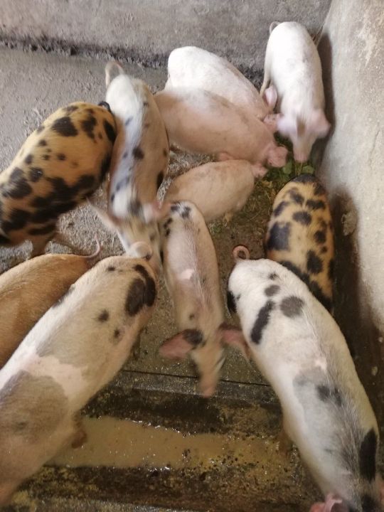 Tarka süldők eladók!