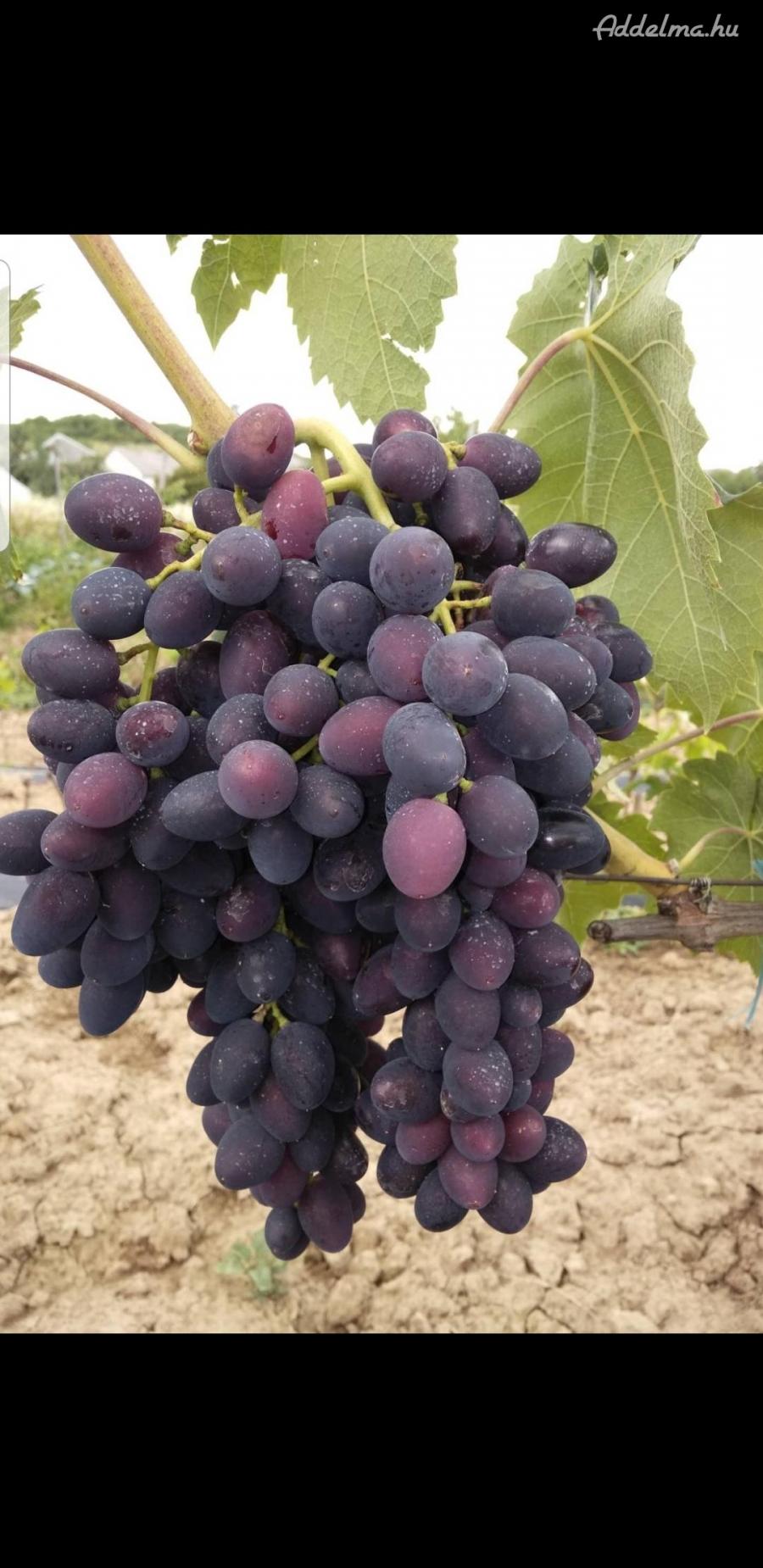  vesszők szőlő 