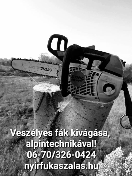 Veszélas fák kivágása, favágás, darabolás, ágdarálás