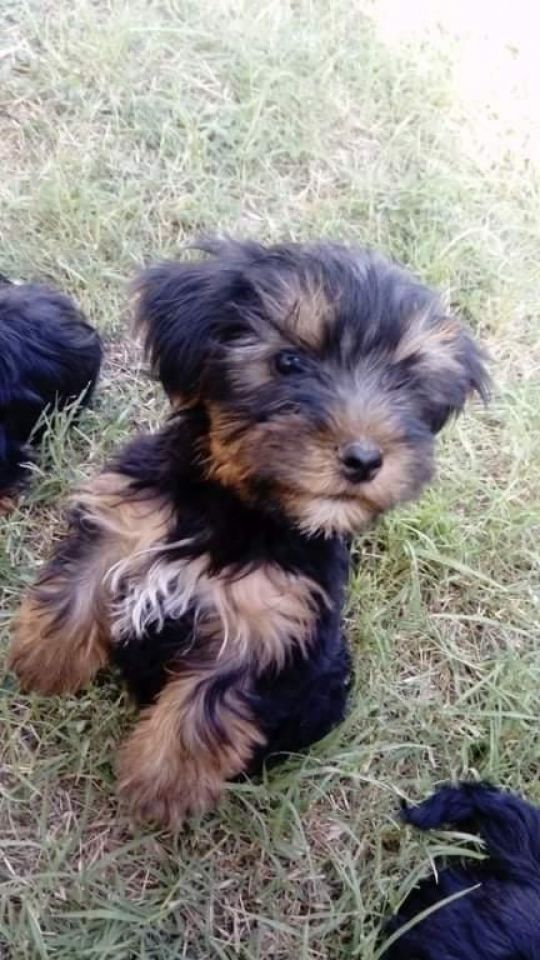 Yorki babák