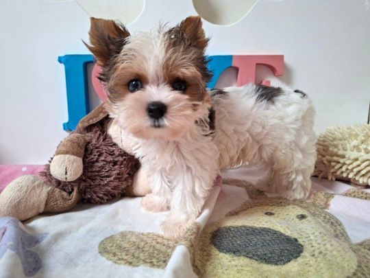 Yorkshire terrier 4 kisfiú (yorki)