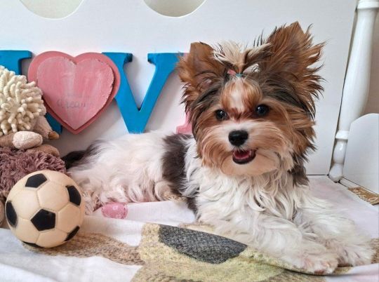 Yorkshire terrier két kisfiú