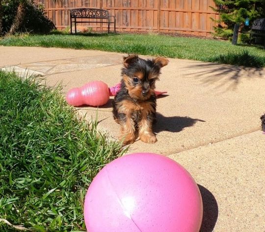 Yorkshire terrier szerető gazdit keres