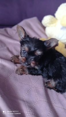 Yorkshire terrier