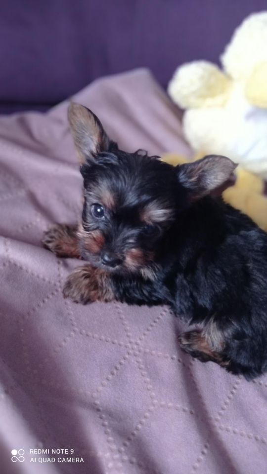 Yorkshire terrier