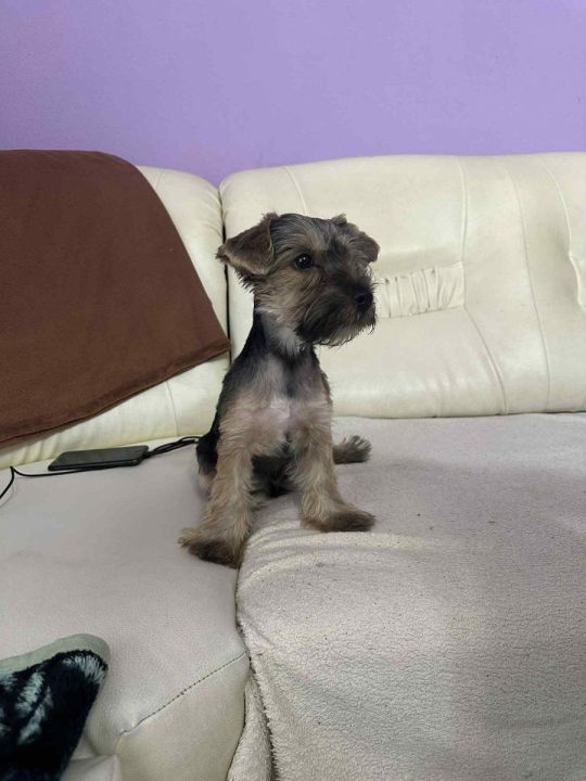 Yorkshire Terrier